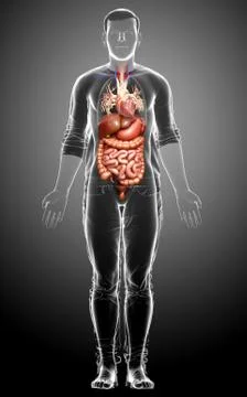 3d rendered medically accurate illustration of male Digestive System  and hea イラスト素材
