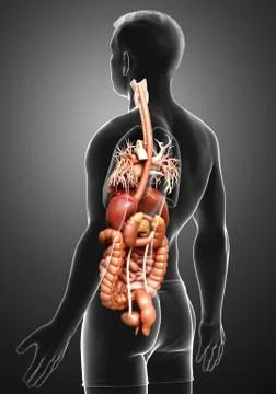 3d rendered medically accurate illustration of male Digestive System. Stock Illustration