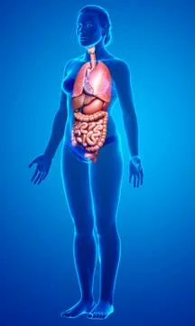 3d rendered medically accurate illustration of female  Internal organs Stock Illustration