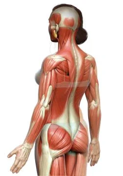 3d rendered medically accurate illustration of a female muscle system Stock Illustration