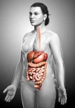 3d rendered medically accurate illustration of female Digestive System. Stock Illustration