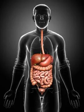 3d rendered medically accurate illustration of male Digestive System. Stock Illustration