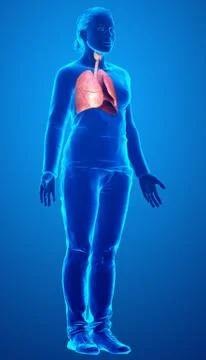 3d rendered, medically accurate illustration of a female lung anatomy Stock Illustration