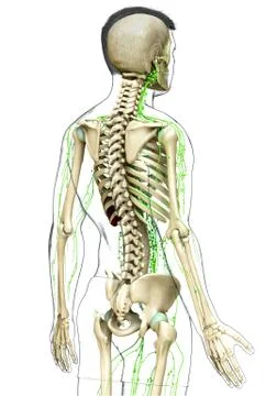 3d rendered medically accurate illustration of a male lymphatic system Stock Illustration