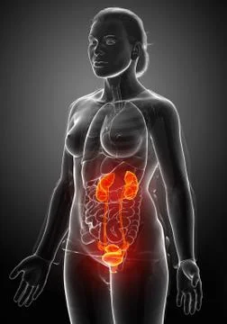 3d rendered, medically accurate illustration of the female highlighted kidney Stock Illustration