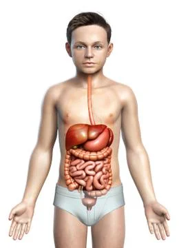 3d rendered medically accurate illustration of boy Digestive System. Stock Illustration