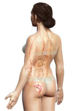 3d rendered medically accurate illustration of female uterus anatomy Stock Illustration