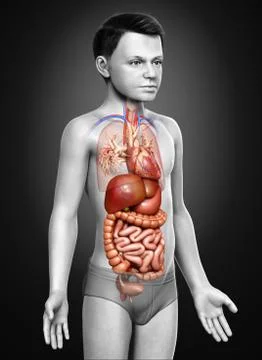 3d rendered medically accurate illustration of Boy Digestive System  and hear 스톡 일러스트