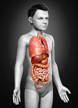 3d rendered medically accurate illustration of boy Internal organs Stock Illustration