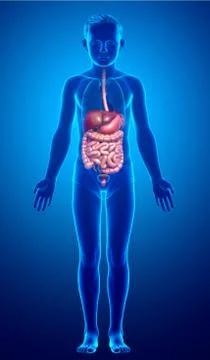 3d rendered medically accurate illustration of boy Digestive System. Illustrazione stock