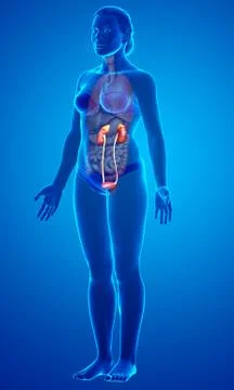3d rendered, medically accurate illustration of female   kidneys Stock Illustration