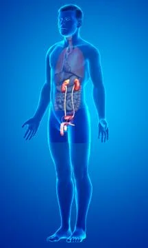3d rendered, medically accurate illustration of the kidneys Stock Illustration