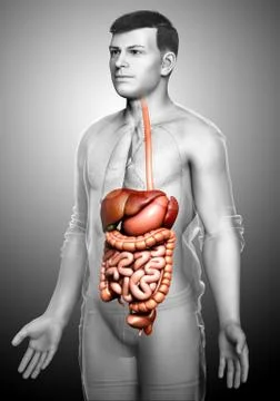 3d rendered medically accurate illustration of male Digestive System. 스톡 일러스트
