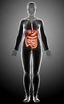 3d rendered medically accurate illustration of female Digestive System. Stock Illustration