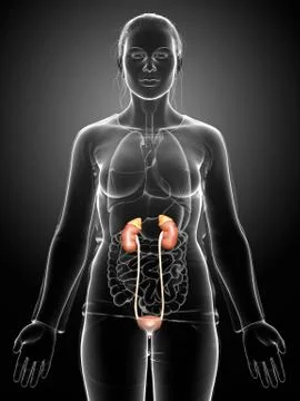 3d rendered, medically accurate illustration of female   kidneys Stock Illustration