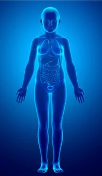 3d rendered medically accurate illustration of girl Internal organs Stock Illustration