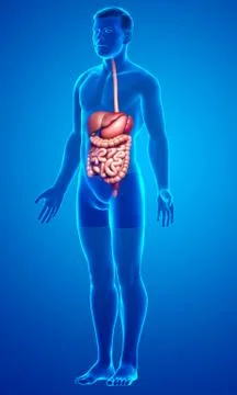 3d rendered medically accurate illustration of male Digestive System. Stock Illustration