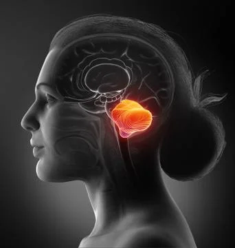 3d rendered, medically accurate illustration of a female cerebellum Stock Illustration