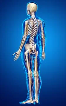 3d rendered medically accurate illustration of the nervous system and skeleto Stock Illustration