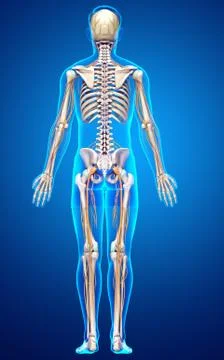 3d rendered medically accurate illustration of the nervous system and skeleto Stock Illustration