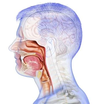 3d rendered, medically accurate illustration of male Trachea and esophagus an Stock Illustration