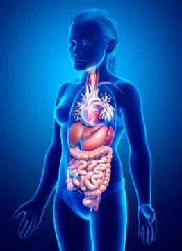 3d rendered medically accurate illustration of young girl Digestive System Stock Illustration