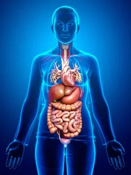 3d rendered medically accurate illustration of Female Digestive System  and h 스톡 일러스트