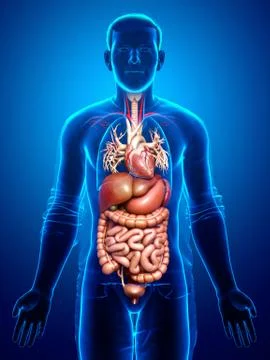 3d rendered medically accurate illustration of male Digestive System  and hea 스톡 일러스트