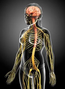 3d rendered medically accurate illustration of a young girl nervous system Stock Illustration
