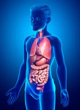 3d rendered medically accurate illustration of young boy Internal organs . Stock Illustration