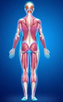 3d rendered medically accurate illustration of a female muscle system Stock Illustration