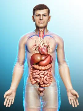3d rendered medically accurate illustration of male Digestive System. Stock Illustration