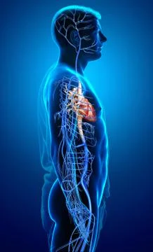 3d rendered medically accurate illustration of a male Veins anatomy Stock Illustration
