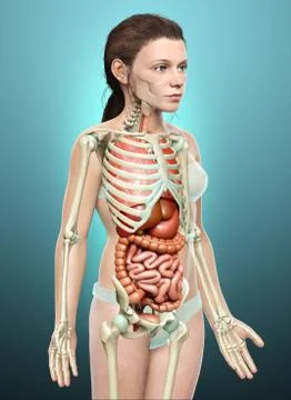 3d rendered medically accurate illustration of girl Internal organs and skele Stock Illustration