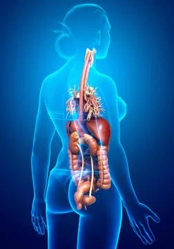 3d rendered medically accurate illustration of Female Digestive System  and h イラスト素材