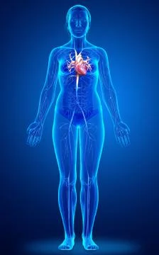 3d rendered medically accurate illustration of a female Veins anatomy Stock Illustration