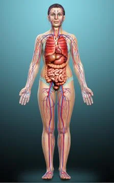3d rendered medically accurate illustration of female Internal organs and cir Stock Illustration