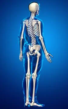 3d rendered, medically accurate illustration of a male skeleton system Stock Illustration
