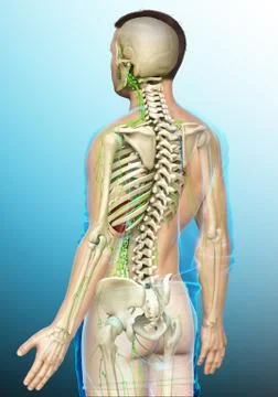 3d rendered medically accurate illustration of a male lymphatic system Stock Illustration