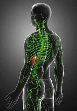 3d rendered medically accurate illustration of a male lymphatic system Stock Illustration