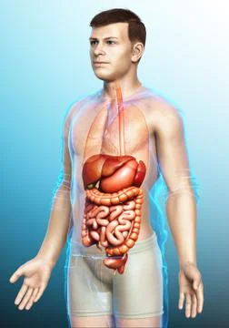 3d rendered medically accurate illustration of male Digestive System. Stock Illustration