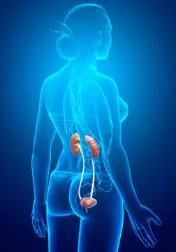 3d rendered, medically accurate illustration of female   kidneys Stock Illustration