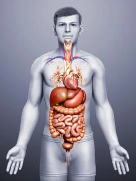 3d rendered medically accurate illustration of male Digestive System  and hea 스톡 일러스트