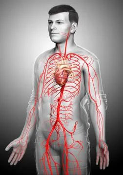 3d rendered medically accurate illustration of male arteries Stock Illustration