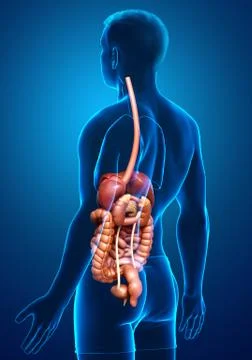 3d rendered medically accurate illustration of male Digestive System. Illustrazione stock