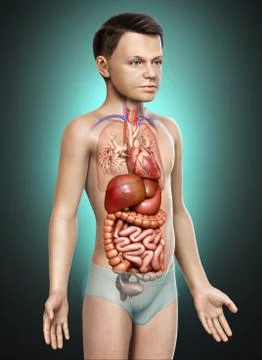 3d rendered medically accurate illustration of boy Digestive System. 스톡 일러스트