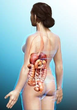 3d rendered medically accurate illustration of female Digestive System. Stock Illustration