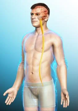 3d rendered medically accurate illustration of a male brain. Stock Illustration