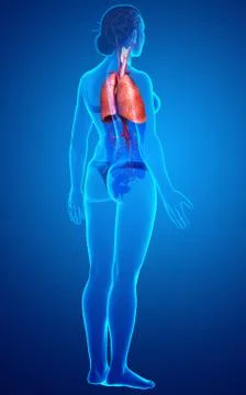 3d rendered, medically accurate illustration of a female lung anatomy Stock Illustration