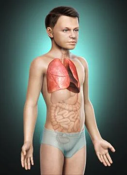 3d rendered, medically accurate illustration of a young boy lung anatomy Stock Illustration